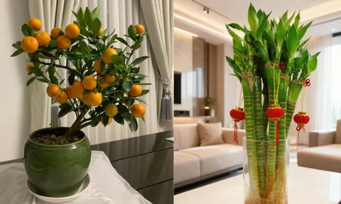 5 loại cây hút sạch độc tố, mời gọi tài lộc: Chưng trong nhà cực tốt