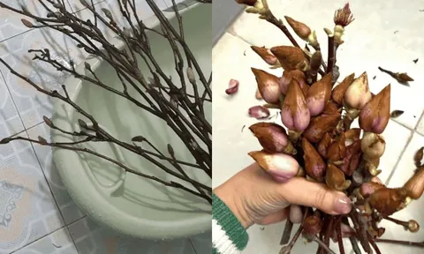 Cái kết "tàn canh gió lạnh" của dân chơi mộc lan Tết