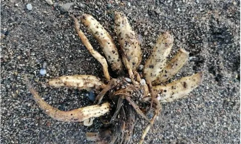 Loài cây kịch độc có thể gây tử vong chỉ sau một lần chạm trôi dạt vào bãi biển nổi tiếng, chuyên gia phát cảnh báo khẩn