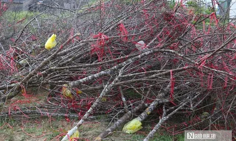 Ngày 29 Tết, tiểu thương chặt đào, vứt la liệt ở vỉa hè