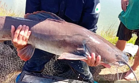 Loài "thủy quái" sông Sêrêpốk nuôi thành công dưới ao, nông dân Đắk Lắk thu lãi trăm triệu/năm