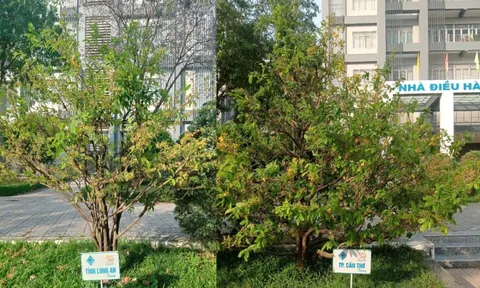 13 cây mai tại Đại học Cần Thơ lưu giữ tên 13 tỉnh, thành miền Tây trước đây