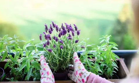 4 loại cây đẹp "hút hồn" nên được trồng ngay bây giờ