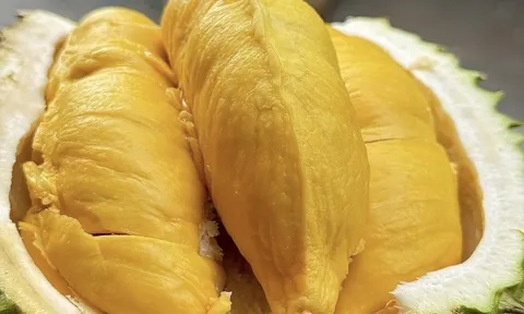 Nghịch lý giá sầu riêng, hàng cao cấp rẻ hơn loại phổ thông