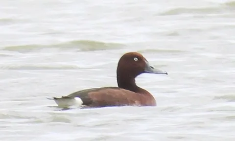 Lần đầu phát hiện 4 loài chim lạ, quý hiếm ở Vườn quốc gia Phong Nha - Kẻ Bàng