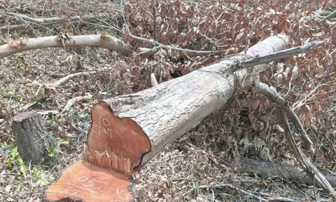Gia Lai yêu cầu xác minh, làm rõ vụ phá rừng tại xã Ia Púch