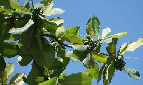 Loại quả xưa rụng đầy sân, cho không còn lười nhặt, nay thành đặc sản giá tới 500.000 đồng/kg