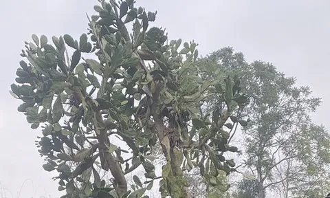 Hình dạng cây xương rồng sống 4 thập kỷ khiến 1 triệu người tò mò