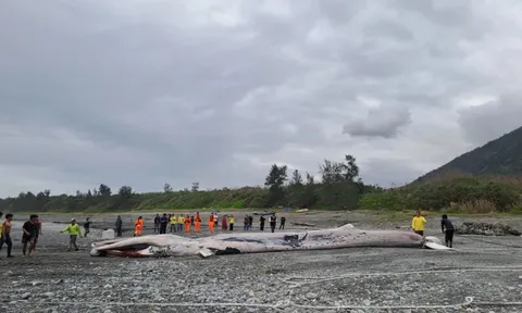 Phát hiện sinh vật khổng lồ dài hơn 15m mắc trong lưới, chuyên gia lập tức tới tận nơi: Cảnh khó tin!