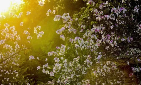 Hoa ban bung nở ngập tràn Điện Biên