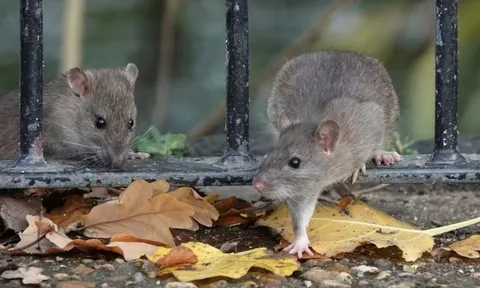 8 “thủ phạm” lôi kéo chuột vào nhà mùa xuân này: Sửa ngay còn kịp!