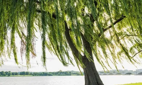 3 loại cây không nên trồng trước cổng nhà