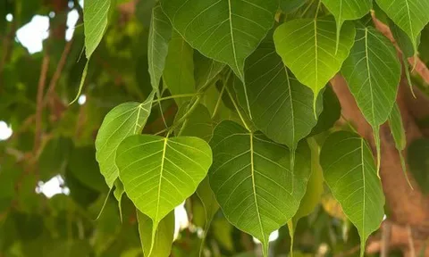 3 loại cây trồng trong sân nhà sẽ cản tài lộc