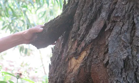 Việt Nam sở hữu "báu vật" cực kỳ quý hiếm, cả thế giới chỉ còn vỏn vẹn 13 cá thể