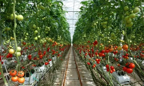 Ung thư rất “sợ” 6 loại thực phẩm này: dễ kiếm ở Việt Nam nhưng không phải ai cũng biết tận dụng