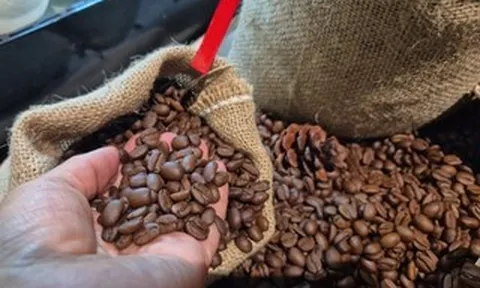 Giá cà phê hôm nay 13-3: Điều gì khiến Robusta và Arabica bật tăng rất mạnh?