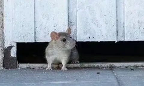 Vứt thứ này ra vườn, chuột tự nhiên "tránh xa ba mét", cây cối được “yên thân”