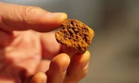 Thứ có trong nội tạng bò đắt hơn vàng: Dược liệu hiếm đắt đỏ bậc nhất thế giới, giá gần 7 tỷ đồng/kg