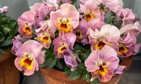 5 loài hoa nở 200 ngày mỗi năm, không biết mệt là gì: Đẹp hơn hoa hồng, thơm hơn mộc hương, chăm cực dễ