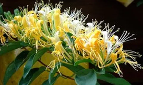 Loài cây trồng phòng khách xanh mướt quanh năm, hễ nở hoa còn là "điềm lành hiếm gặp", hút tài lộc đỉnh cao