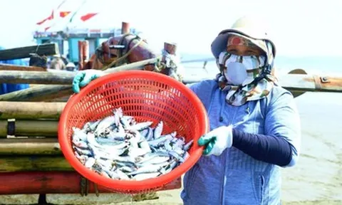 Chi phí tăng cao, ngư dân xứ Thanh vẫn bám biển mùa cá trích