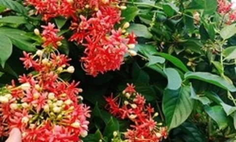 Top 10 loài hoa thơm bậc nhất thế giới, số 1 được trồng khắp Việt Nam