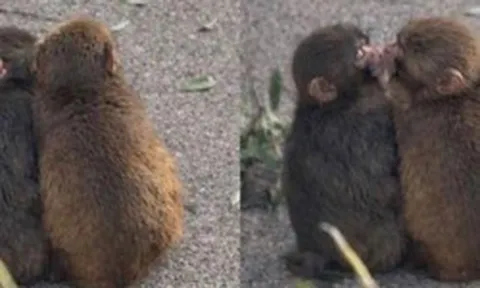 Đừng bao giờ tuyệt vọng: "Chú khỉ cô độc nhất thế giới" Punch vừa có bạn gái!