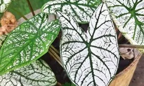 3 loại cây người trên 40 tuổi không nên trồng