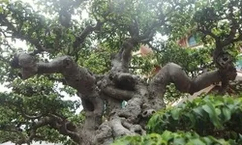 3 loài cây quen thuộc dễ trồng nhưng ông bà tuyệt đối cấm để phòng khách: Khôn ngoan thì luôn ghi nhớ