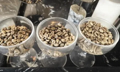 Giá cà phê hôm nay 22-3: Khép lại tuần vui cho nông dân