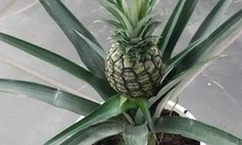 Loại quả được mệnh danh là "vua dưỡng thận" cực tốt cho sức khỏe, giá rẻ bán đầy chợ Việt, cầm từ 15.000 đồng là mua được