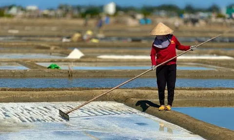 "Hạt ngọc của biển" tăng kỷ lục, người dân phấn khởi vào vụ mới