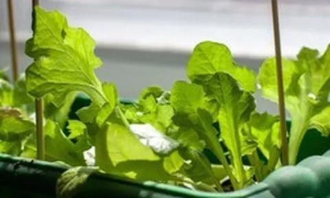 3 loại cây rất hợp với người U50: Biết trồng thì thể chất và tinh thần tốt lên trông thấy