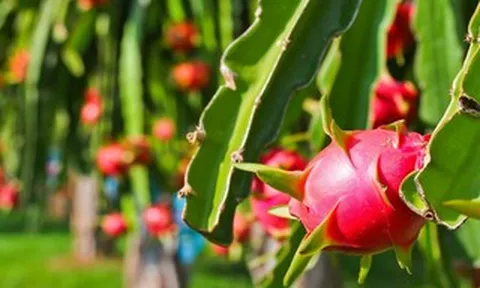 Bộ Nông nghiệp và Môi trường nói gì về tần suất kiểm tra của EU với thanh long từ Việt Nam?