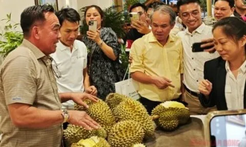 Công ty của bầu Đức tính trồng thêm 700 ha sầu riêng