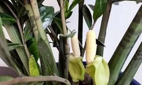 5 cây ra hoa là gia chủ "có lộc", tiền bạc rủng rinh, vận may tìm đến tận cửa