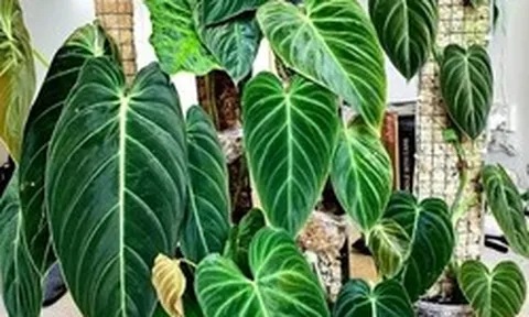 Gia đình khá giả chuộng trồng nhất 4 loài cây này: Cành khỏe, lá đẹp, dáng sang, nhìn là biết chủ nhân "có gu"