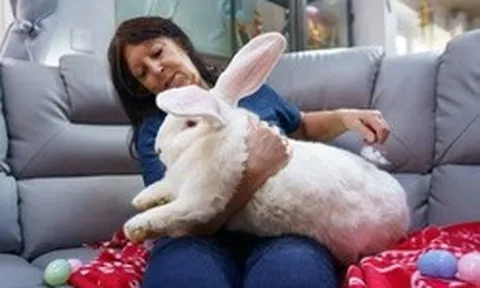 Chú thỏ khổng lồ nặng gần 10kg sống như ông hoàng trong phòng ngủ riêng