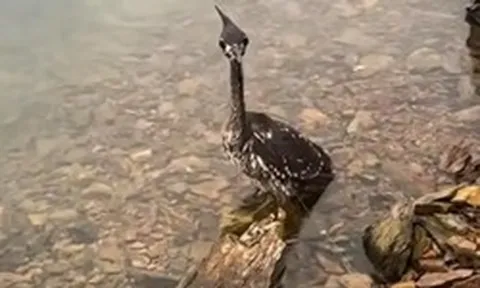 Loài chim bí ẩn nhất thế giới, chỉ còn lại 1.000 cá thể