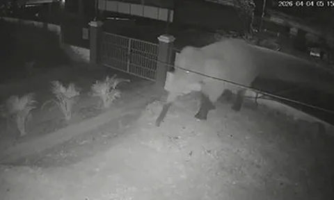 VIDEO: Voi rừng "đi dạo" trên quốc lộ, phá rào vào trường học