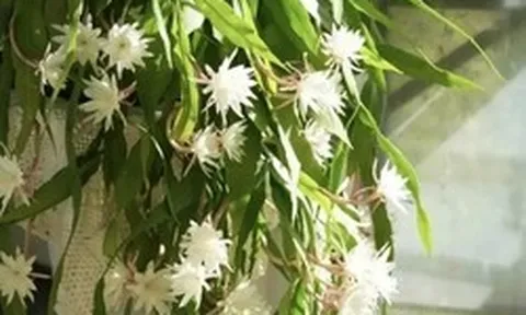 Ông bà căn dặn: "Cây hợp nhà thì lộc tụ, người yên, con cháu hưởng phúc" - 6 loài cây tốt nên trồng ngay