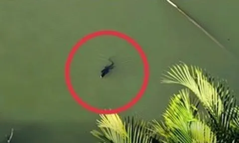 Người dân báo thấy sinh vật giống cá sấu giữa đầm lầy ở TP.HCM, chuyên gia nhìn kỹ liền nói: Đây là loài trong Sách đỏ