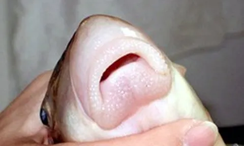 Thứ đặc sản "ngũ quý hà thủy" xưa dùng để tiến vua nay ví như một vị thuốc, đi chợ thấy đừng bỏ qua