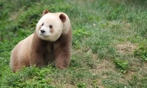 Bí ẩn về Thất Tử: Chú gấu trúc sở hữu bộ lông màu sô-cô-la độc nhất vô nhị trên thế giới