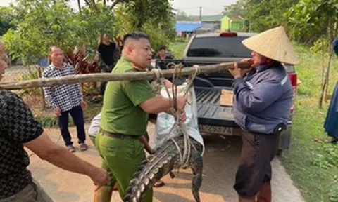 Bất ngờ phát hiện cá sấu nặng 50 kg lạc vào kênh mương nội đồng