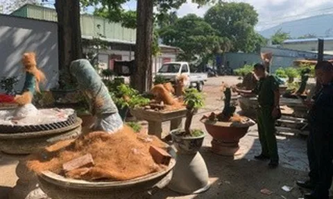 Vụ 42 cây mai vàng không rõ nguồn gốc: Hạt Kiểm lâm Côn Đảo thông tin chính thức