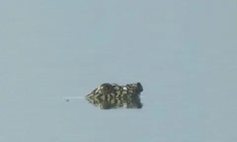 Loài vật chỉ còn 2 cá thể trên thế giới bất ngờ xuất hiện, ai thấy cũng nói quá may mắn