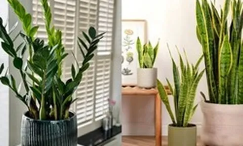 6 loại cây lọc không khí cực tốt được hẳn NASA xác nhận: Dễ chăm - khó chết, đặc biệt phù hợp với khí hậu nắng nóng ở Việt Nam