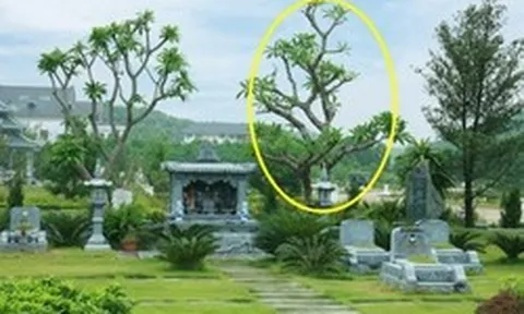 6 loại cây thường được trồng bên mộ vừa đẹp vừa giúp tụ khí, con cháu đời sau dễ công thành danh toại
