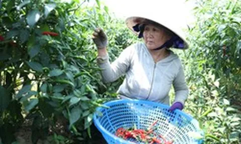 Giá ớt rớt thê thảm, nông dân Quảng Ngãi điêu đứng